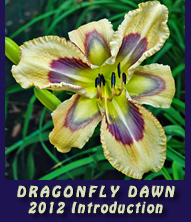 Dragonfly Dawn by Jane Trimmer