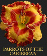 H. 'Parrots Of The Caribbean' 2010 introduction from Dan Trimmer
